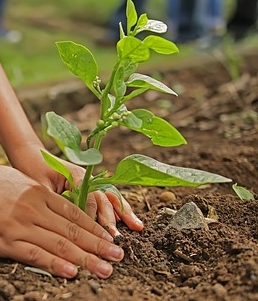 Bomen aanplanten Ede